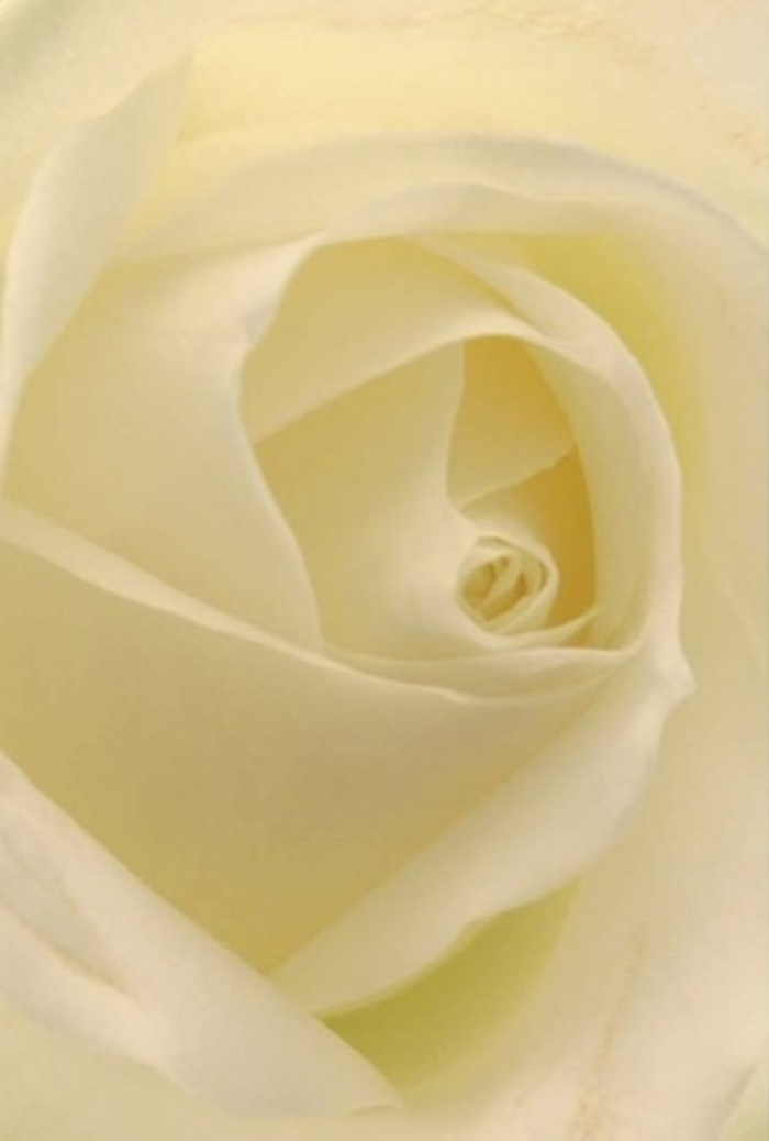 From the perspective of a seasoned Wandsworth florist, this white rose is the epitome of tranquil sophistication-each petal layered in soft gradients of cream and pure ivory, kissed by the gentle light of a peaceful afternoon near Wandsworth Park. The velvety texture gives way to graceful, patient curves that spiral into a core of near-perfection, dazzling in its elegant simplicity. Shadow and light dance across each fold, highlighting both strength and delicacy; the barely-there transparency at the edges hints at the flower's fragility and the care it receives in capable hands. This composition is an ideal choice for moments that demand quiet beauty-be it an apology delivered with sincerity, a romantic token exchanged in the gardens of East Hill, or a stunning centerpiece for a West Hill wedding. The rose's pure form and subtle, clean fragrance recall memories of celebratory gatherings and meaningful reflection within the community. Its natural resilience mirrors the spirit of Wandsworth-graceful, enduring, and always appropriate for any heartfelt message one might wish to convey through the language of flowers.